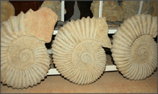 Achour fossils Erfoud,Fossil marble Morocco,